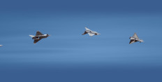 Eurofighter Typhoon